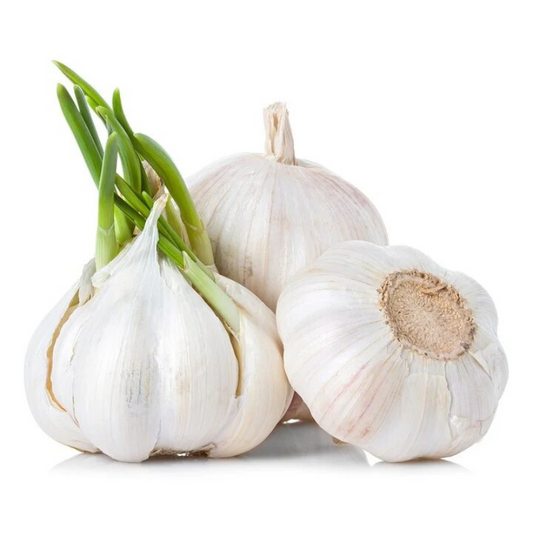 Garlic