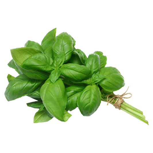 Basil